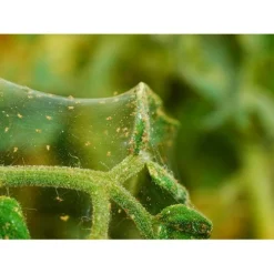 Ecostyle Aaltjes Roofmijt Tegen Spint 20 M² -Groen Tuin Verkoopwinkel ecostyle aaltjes roofmijt tegen spint 20 m 1612381242 1 l