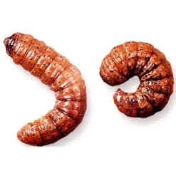 Ecostyle Aaltjes Tegen Aardrups 60 M² -Groen Tuin Verkoopwinkel ecostyle aaltjes tegen aardrups 60 m 1612382915 1 l