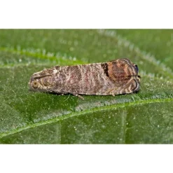 Ecostyle Aaltjes Tegen Larven Fruitmot 60 M² 5 Ecostyle Aaltjes Tegen Larven Fruitmot 60 M² -Groen Tuin Verkoopwinkel ecostyle aaltjes tegen larven fruitmot 60 m 1612380050 1 l