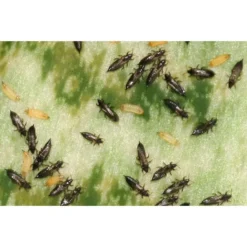 Ecostyle Aaltjes Tegen Larven Trips 50 M² -Groen Tuin Verkoopwinkel ecostyle aaltjes tegen larven trips 50 m 600x400 6239a8db0c64d l