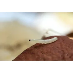 Ecostyle Aaltjes Tegen Varenrouwmug 25 M² -Groen Tuin Verkoopwinkel ecostyle aaltjes tegen varenrouwmug 25 m 600x400 6239a8b3930d1 l