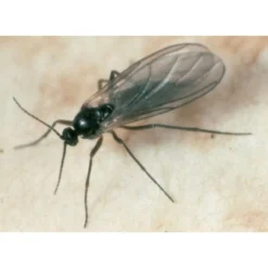 Ecostyle Aaltjes Tegen Varenrouwmug 25 M² -Groen Tuin Verkoopwinkel ecostyle aaltjes tegen varenrouwmug 25 m 668x490 6239a8b383d2c l